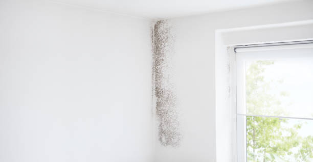 Best Asbestos and Lead Testing During Mold Inspection  in Atco, NJ
