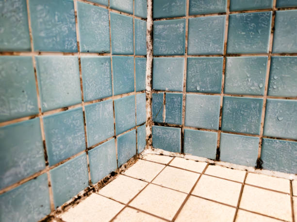 Best Industrial Mold Remediation  in Atco, NJ