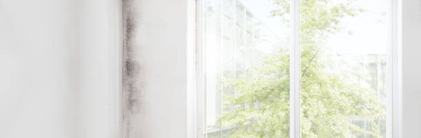 Trusted Atco, NJ Mold Removal Experts