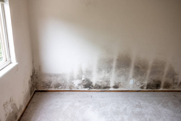 Best Comprehensive Air Testing for Mold Contaminants  in Atco, NJ