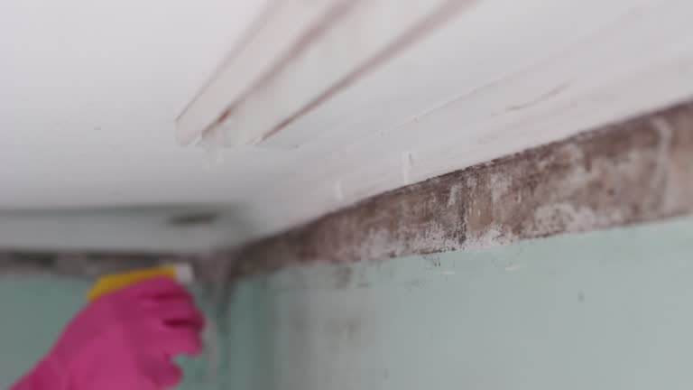 Best Water Damage & Mold Remediation  in Atco, NJ